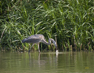 Great Blue Heron 0306